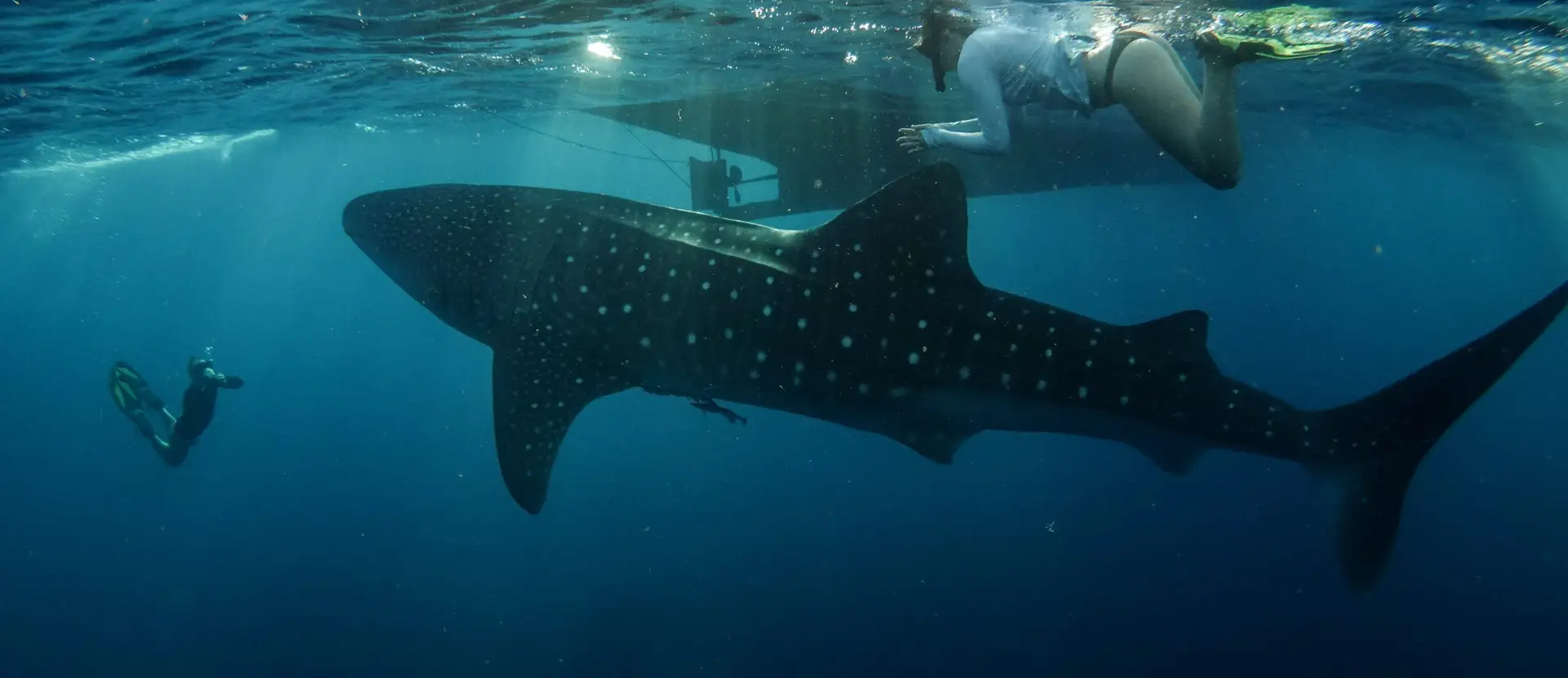 Sumbawa Whale Sharks