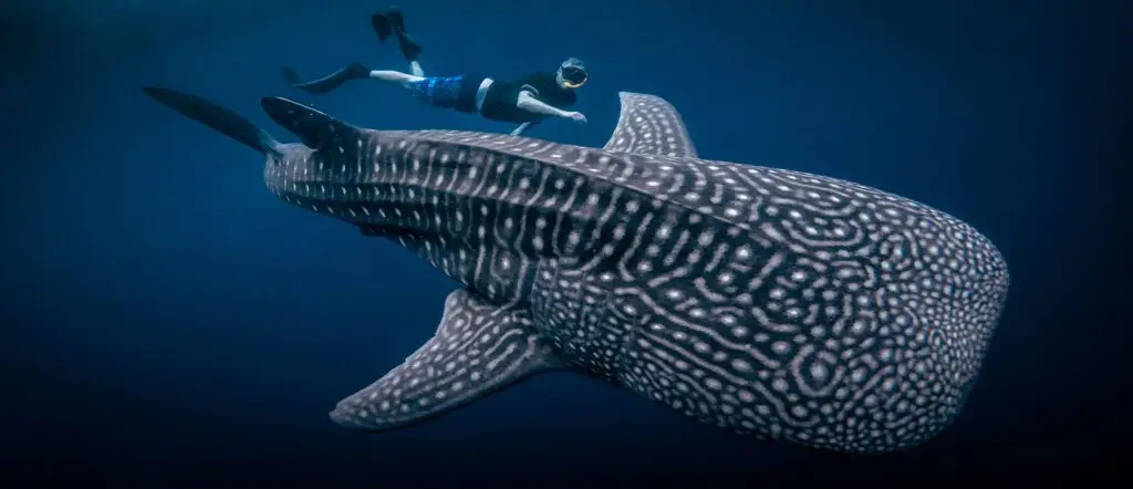 Sumbawa Whale Sharks